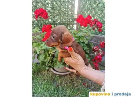 Patuljasti jazavičari - 7/10