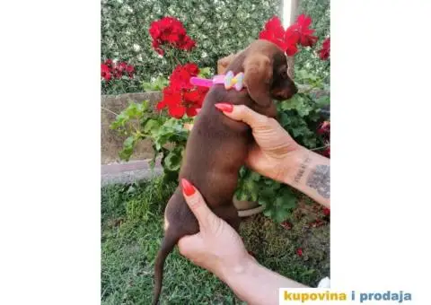 Patuljasti jazavičari - 9/10