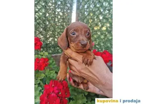 Patuljasti jazavičari - 10/10