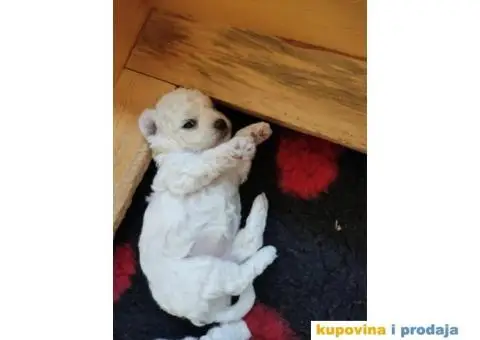 Kovrdžavi bišon štenci - 2/15