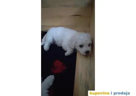 Kovrdžavi bišon štenci - 3/15