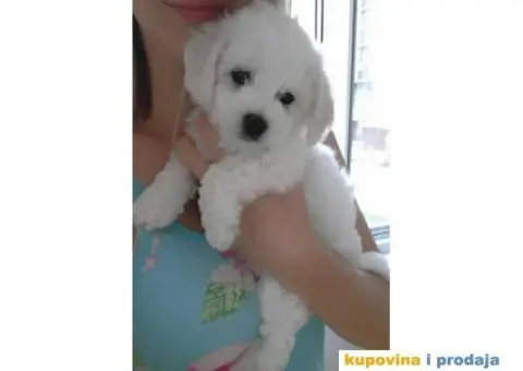 Kovrdžavi bišon štenci - 4/15