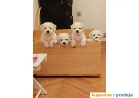 Kovrdžavi bišon štenci - 5/15