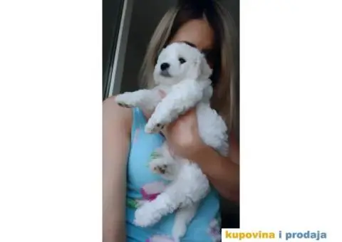 Kovrdžavi bišon štenci - 7/15