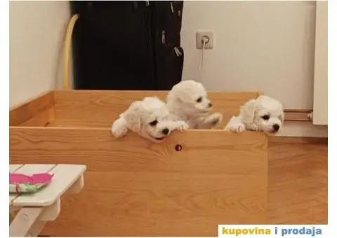 Kovrdžavi bišon štenci - 8/15