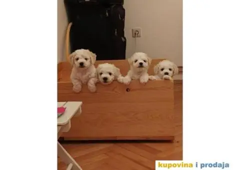 Kovrdžavi bišon štenci - 9/15