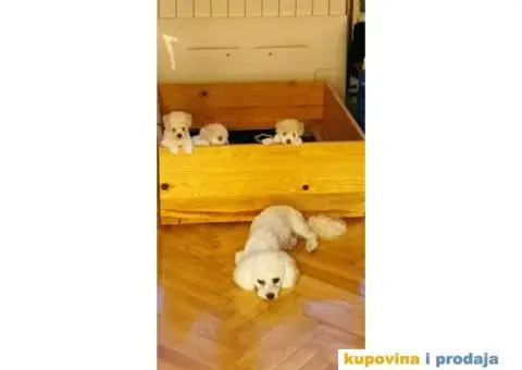 Kovrdžavi bišon štenci - 10/15