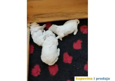 Kovrdžavi bišon štenci - 11/15