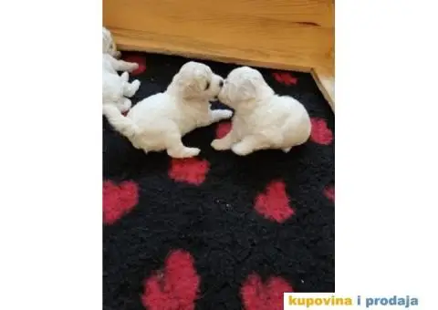 Kovrdžavi bišon štenci - 12/15