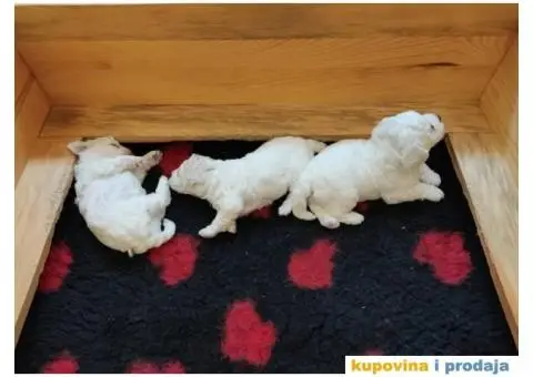 Kovrdžavi bišon štenci - 13/15