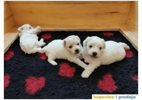 Kovrdžavi bišon štenci - 14/15