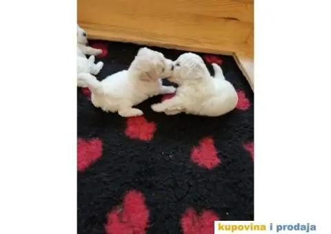 Kovrdžavi bišon štenci - 15/15