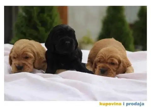 Engleski Koker Spanijel - 2/4