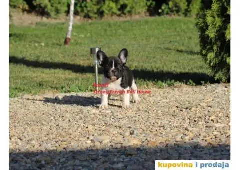 Francuski Buldog - 1/4