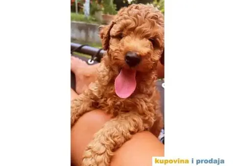 Patuljasta Pudla štenci - 1/14