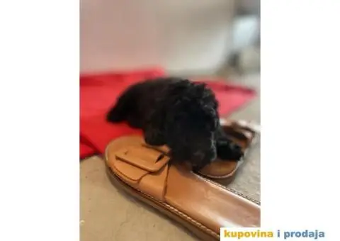 Patuljasta Pudla štenci - 2/14