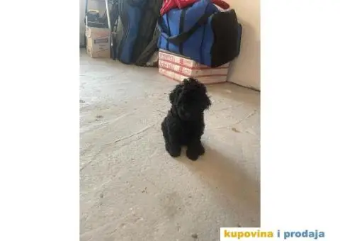 Patuljasta Pudla štenci - 3/14