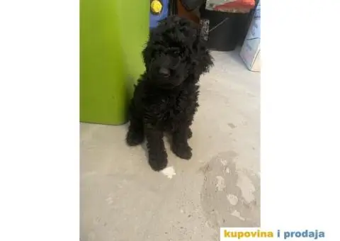 Patuljasta Pudla štenci - 4/14