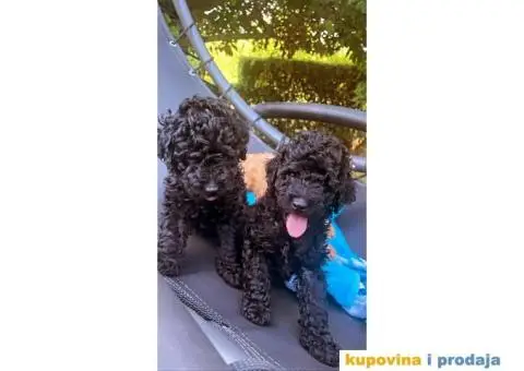 Patuljasta Pudla štenci - 7/14