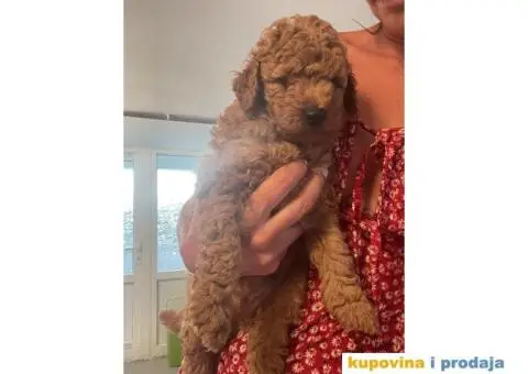 Patuljasta Pudla štenci - 8/14