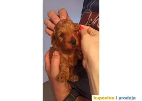 Patuljasta Pudla štenci - 9/14