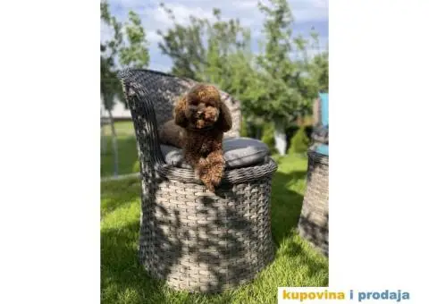 Patuljasta Pudla štenci - 10/14