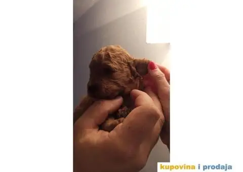 Patuljasta Pudla štenci - 11/14