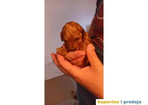 Patuljasta Pudla štenci - 12/14