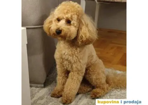 Patuljasta aprikot pudla dostupna za parenje - 1/5