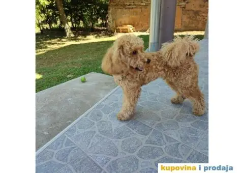 Patuljasta aprikot pudla dostupna za parenje - 2/5