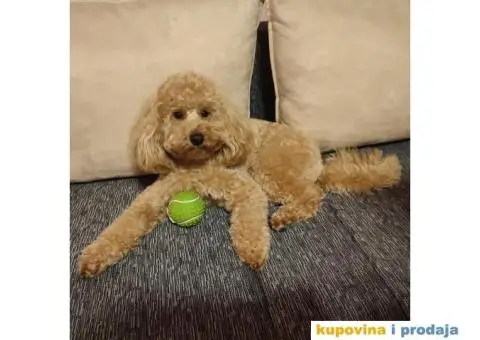 Patuljasta aprikot pudla dostupna za parenje - 3/5