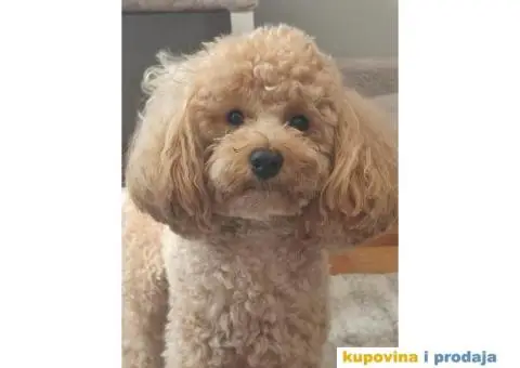 Patuljasta aprikot pudla dostupna za parenje - 4/5