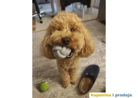 Patuljasta aprikot pudla dostupna za parenje - 5/5