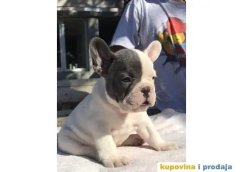Plavi i crni stenci francuskog buldoga na prodaju - 2/14