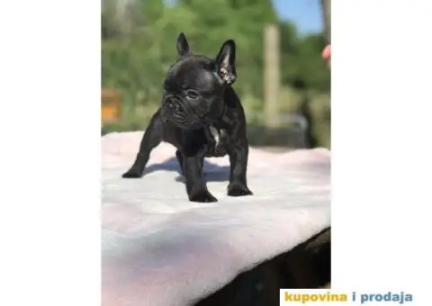 Plavi i crni stenci francuskog buldoga na prodaju - 6/14
