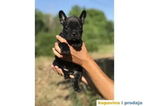 Plavi i crni stenci francuskog buldoga na prodaju - 11/14
