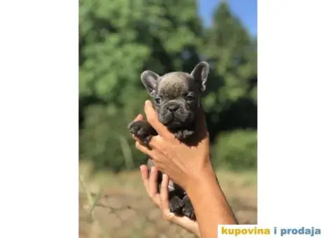 Plavi i crni stenci francuskog buldoga na prodaju - 13/14