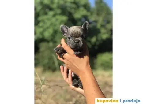 Plavi i crni stenci francuskog buldoga na prodaju - 14/14