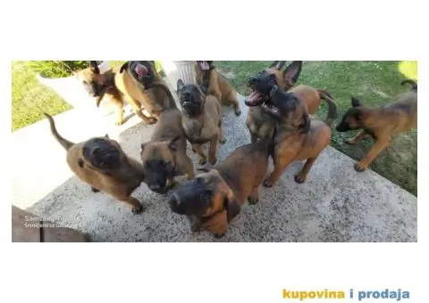 Belgijski ovčar Malinoa štenci - 2/9