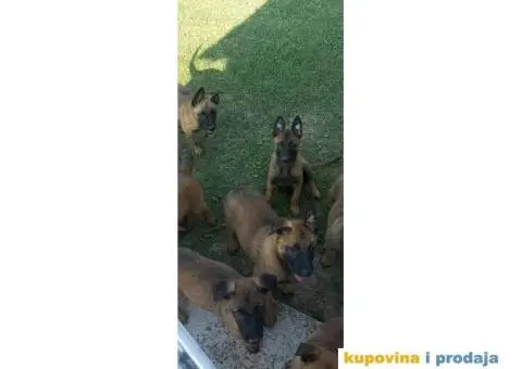 Belgijski ovčar Malinoa štenci - 3/9