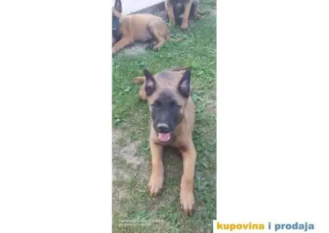 Belgijski ovčar Malinoa štenci - 4/9
