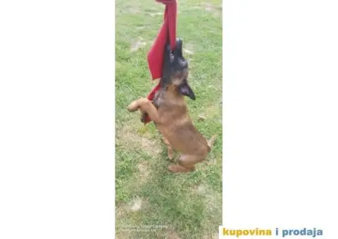 Belgijski ovčar Malinoa štenci - 5/9