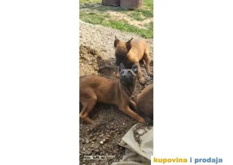 Belgijski ovčar Malinoa štenci - 6/9