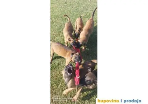 Belgijski ovčar Malinoa štenci - 8/9