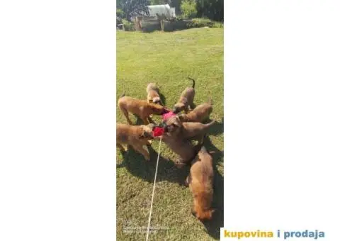 Belgijski ovčar Malinoa štenci - 9/9