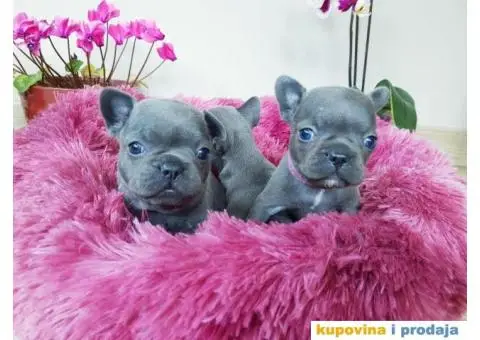 Francuski buldozi - 2/2