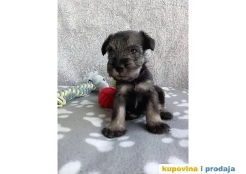 Srednji Šnaucer štenci - 3/9