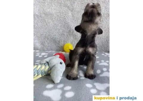 Srednji Šnaucer štenci - 5/9
