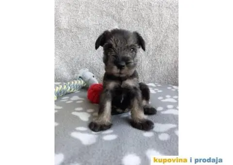 Srednji Šnaucer štenci - 6/9