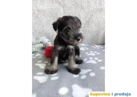 Srednji Šnaucer štenci - 7/9